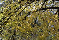 Flora-Baum-Linde-20071021-10.jpg