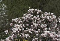 Flora-Baum-Magnolie-20090411-09.jpg