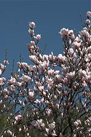 Flora-Baum-Magnolie-20090411-10.jpg