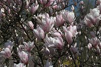 Flora-Baum-Magnolie-20090411-11.jpg