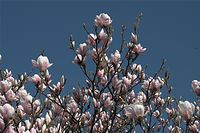Flora-Baum-Magnolie-20090411-12.jpg
