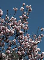 Flora-Baum-Magnolie-20090411-13.jpg