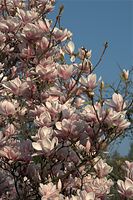 Flora-Baum-Magnolie-20090412-44.jpg