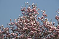 Flora-Baum-Magnolie-20140329-20.jpg