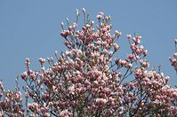 Flora-Baum-Magnolie-20140329-21.jpg