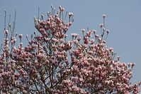 Flora-Baum-Magnolie-20140329-22.jpg
