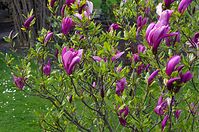 Flora-Baum-Magnolie-20140413-137.jpg
