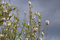 Flora-Baum-Magnolie-20140413-145.jpg