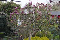 Flora-Baum-Magnolie-20140413-148.jpg