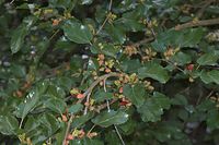 Flora-Baum-Mau-20060623-11.jpg
