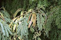 Flora-Baum-Mimose-200111-007.jpg