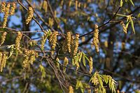 Flora-Baum-Nussbaum-20060430-02.jpg