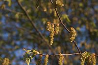 Flora-Baum-Nussbaum-20060430-03.jpg