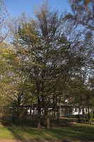 Flora-Baum-Nussbaum-20060430-04.jpg