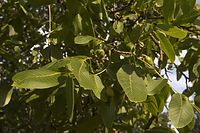 Flora-Baum-Nussbaum-20060622-10.jpg