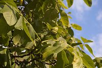 Flora-Baum-Nussbaum-20060622-11.jpg