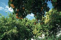 Flora-Baum-Orangen-199704-100.jpg