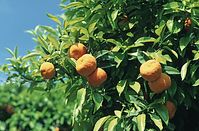 Flora-Baum-Orangen-199704-101.jpg
