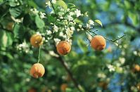 Flora-Baum-Orangen-199704-102.jpg
