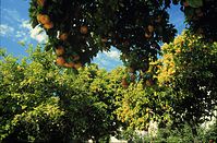 Flora-Baum-Orangen-199704-35.jpg