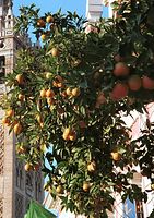 Flora-Baum-Orangen-200011-36.jpg