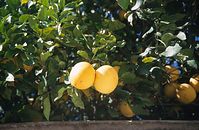 Flora-Baum-Orangen-200011-49.jpg