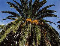 Flora-Baum-Palme-199111-008.jpg