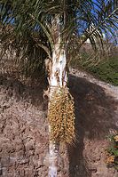 Flora-Baum-Palme-200111-45.jpg