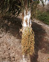 Flora-Baum-Palme-200111-49.jpg