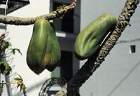 Flora-Baum-Papaya-199704-07.jpg