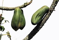 Flora-Baum-Papaya-199704-071a.jpg