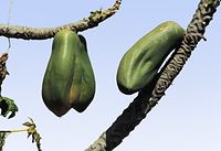 Flora-Baum-Papaya-199704-071b.jpg