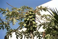 Flora-Baum-Papaya-200202-12.jpg