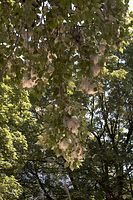 Flora-Baum-Pappel-20060612-11.jpg