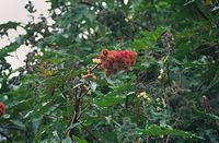 Flora-Baum-Rizinus-1997-013.jpg
