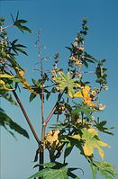 Flora-Baum-Rizinus-1997-014.jpg