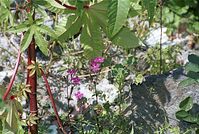 Flora-Baum-Rizinus-200202-39.jpg