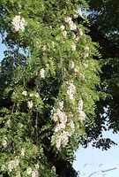Flora-Baum-Robinie-20020515-39.jpg