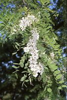 Flora-Baum-Robinie-20020515-40.jpg