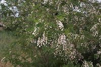 Flora-Baum-Robinie-20060615-33.jpg