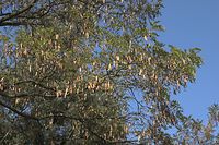Flora-Baum-Robinie-20060916-32.jpg