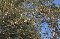 Flora-Baum-Robinie-20060916-33.jpg