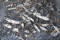 Flora-Baum-Robinie-20070401-16.jpg