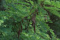Flora-Baum-Robinie-20090628-53.jpg