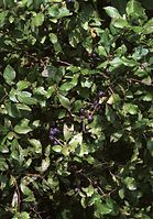 Flora-Baum-Schlehen-200108-53.jpg