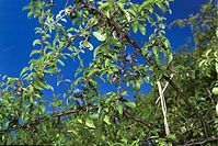 Flora-Baum-Schlehen-200108-83.jpg
