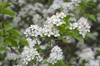Flora-Baum-Steinweichsel-20140404-15.jpg