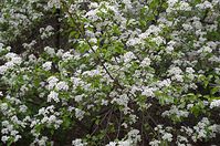 Flora-Baum-Steinweichsel-20140404-16.jpg