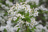 Flora-Baum-Steinweichsel-20140404-18.jpg