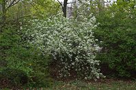 Flora-Baum-Steinweichsel-20140404-19.jpg